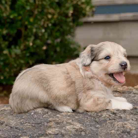 Cute and adorable Aussiedoodle puppies Висбаден