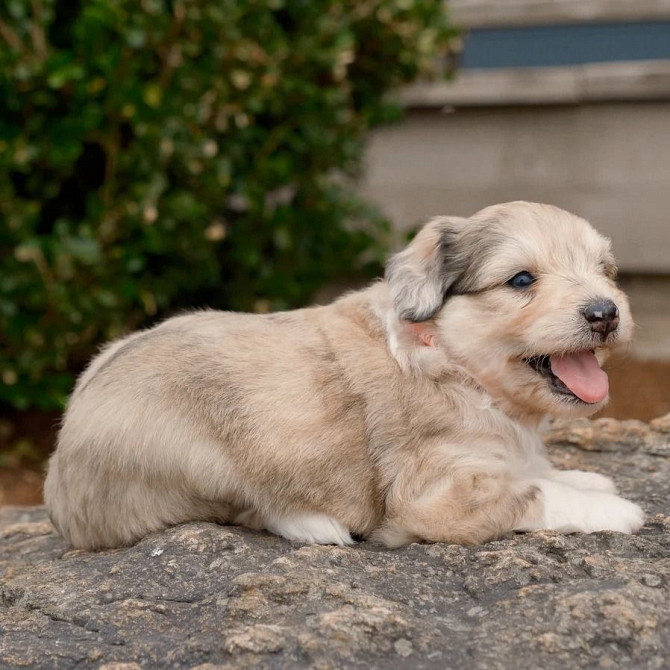 Cute and adorable Aussiedoodle puppies Вісбаден - изображение 1