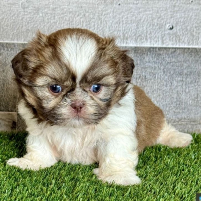 Shih-Tzu puppies Hannover - photo 1