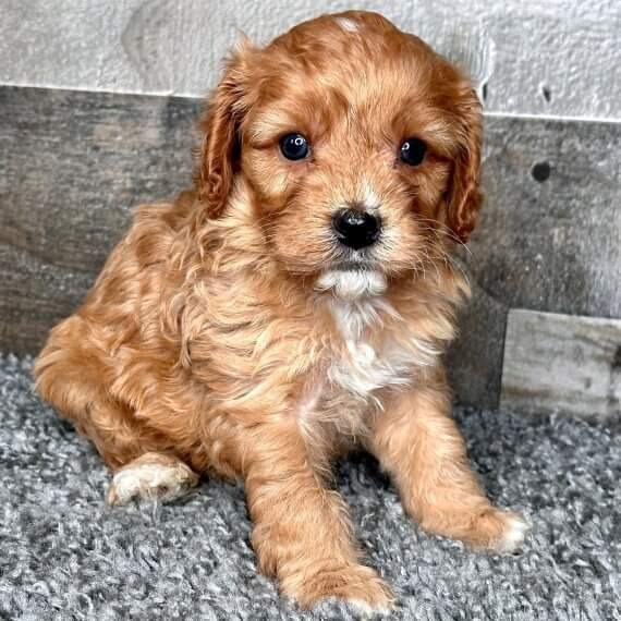 Cavapoo puppies Hamburg - photo 1