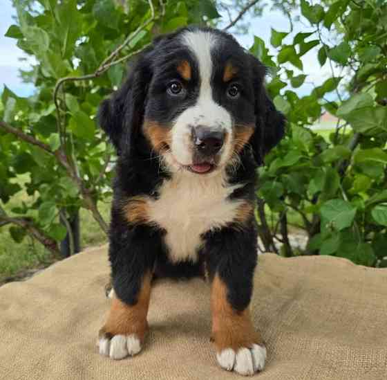 Bernese mountain litters Гамбург