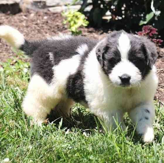 Newfoundland pups Hamburg