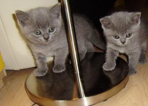 Affectionate British shorthair kittens for sale Mainz