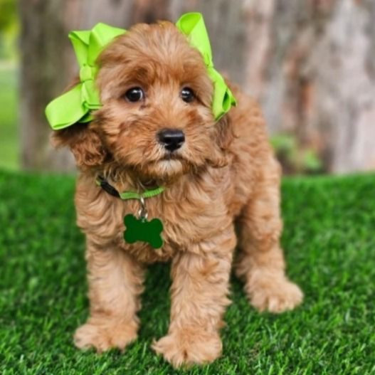 Adorable Goldendoodle puppies for your home Штутгарт - изображение 2