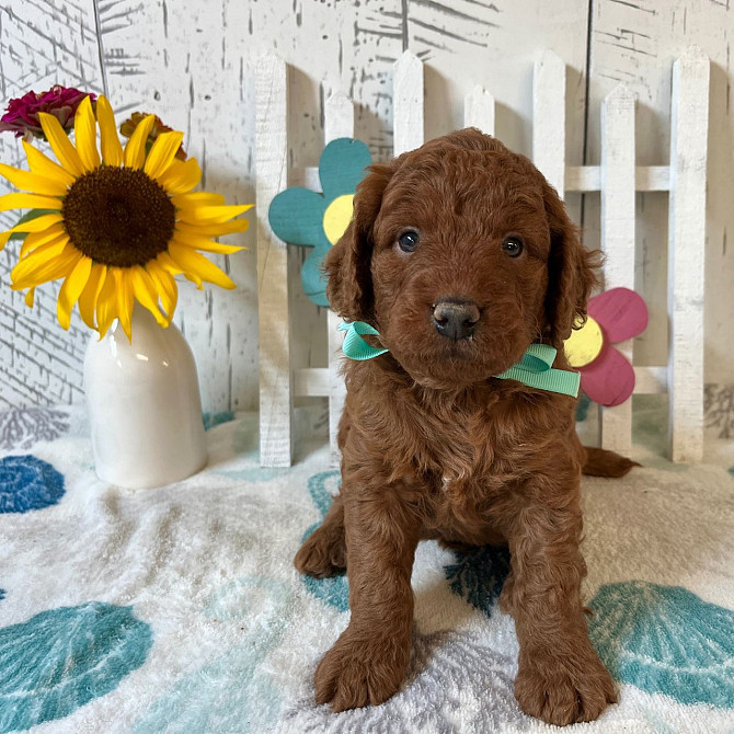 Adorable Goldendoodle puppies for your home Штутгарт - изображение 1