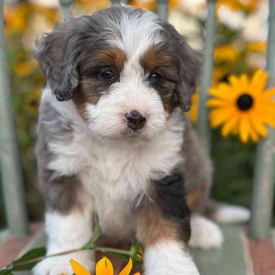 enthusiastic and affectionate BerneDoodle puppies Гамбург