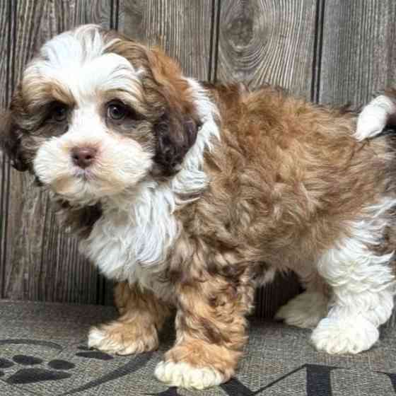 Playful and friendly Shih-Poo puppies Потсдам