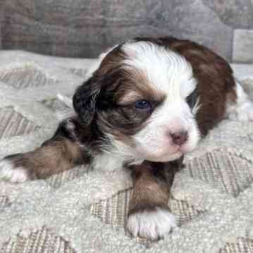 Playful and friendly Shih-Poo puppies Потсдам