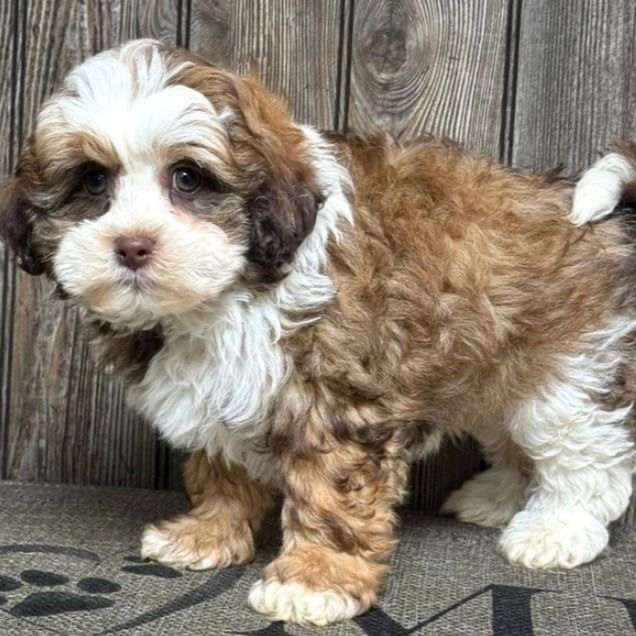 Playful and friendly Shih-Poo puppies Potsdam - изображение 1