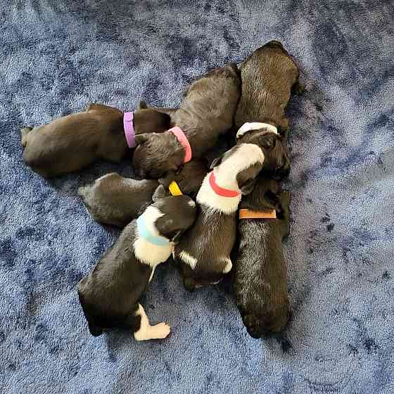 Super smart miniature schnauzer puppies Вісбаден