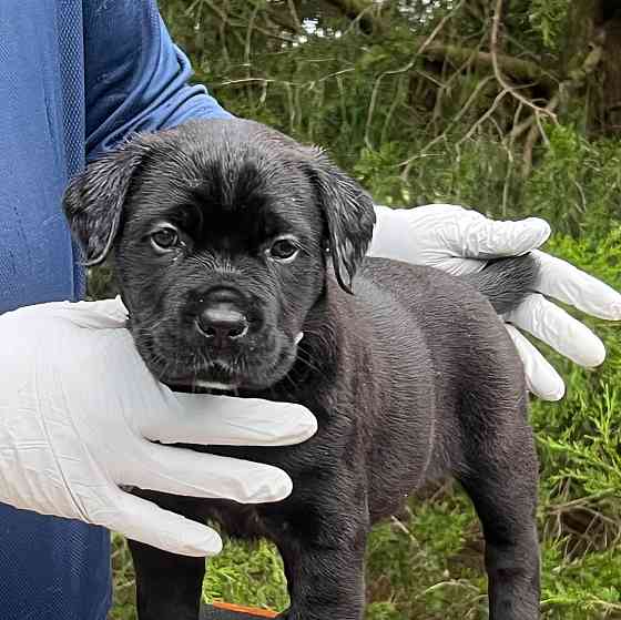 beautiful black male and female cane corso puppies Дрезден