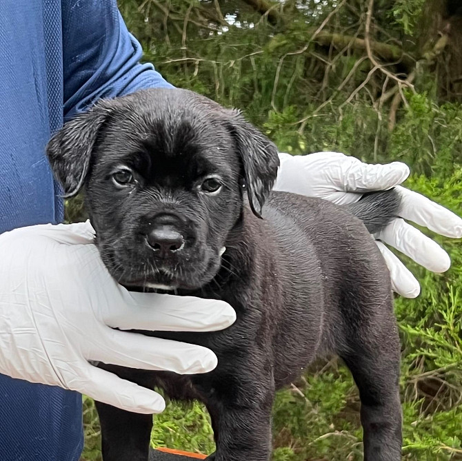 beautiful black male and female cane corso puppies Dresden - изображение 1