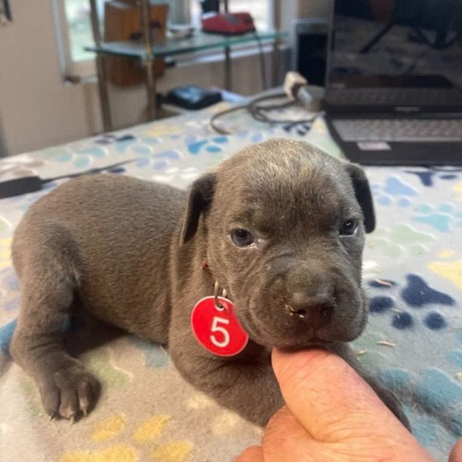 beautiful black male and female cane corso puppies Дрезден - изображение 2