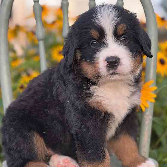 Male and female Bernese mountain Dog available Майнц