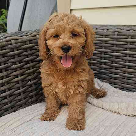 Male and female Cockapoo puppies Hannover