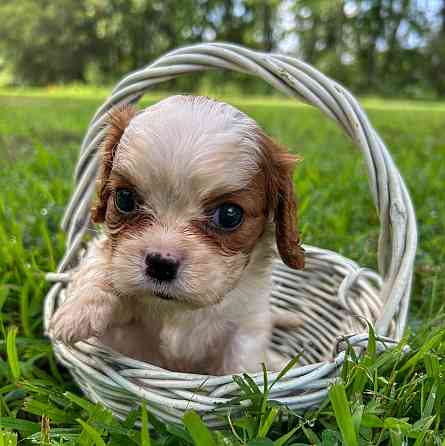 Young and sweet male and female Cavalier King Charles spaniel puppies Магдебург