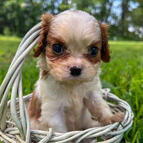 Young and sweet male and female Cavalier King Charles spaniel puppies Магдебург