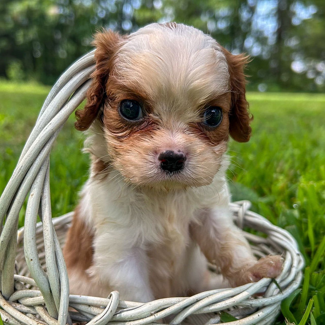 Young and sweet male and female Cavalier King Charles spaniel puppies Магдебург - изображение 1