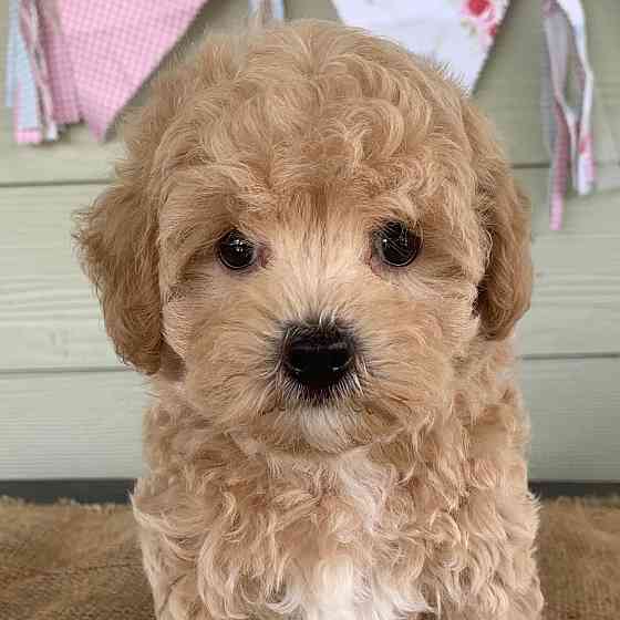 Male and female Maltipoo puppies for Rehoming Bremen