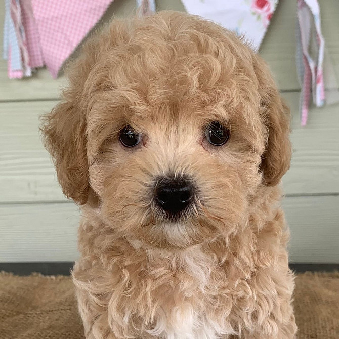 Male and female Maltipoo puppies for Rehoming Bremen - photo 1