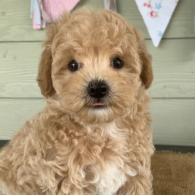 Male and female Maltipoo puppies for Rehoming Bremen - изображение 2