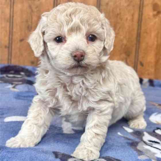 Cute and adorable poochon puppies for you Дюссельдорф