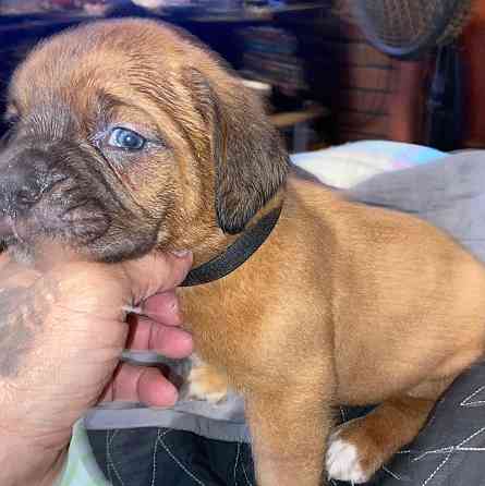 Male and female dogue de Bordeaux puppies for sale Ганновер