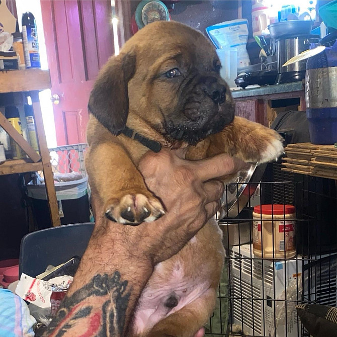 Male and female dogue de Bordeaux puppies for sale Ганновер - изображение 2