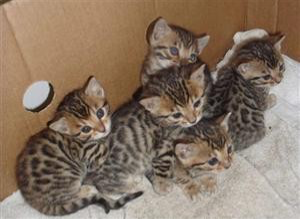 Adorable savannah kittens available for your home Магдебург