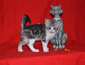 Scottish fold kittens looking for new homes Dresden