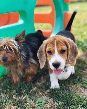 Beagle-Welpen zu verkaufen München