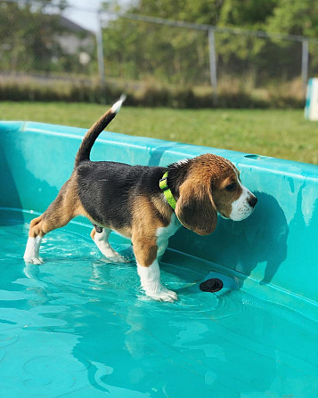 Beagle-Welpen zu verkaufen München - изображение 2