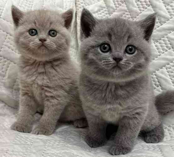 British Shorthair kittens Schwerin