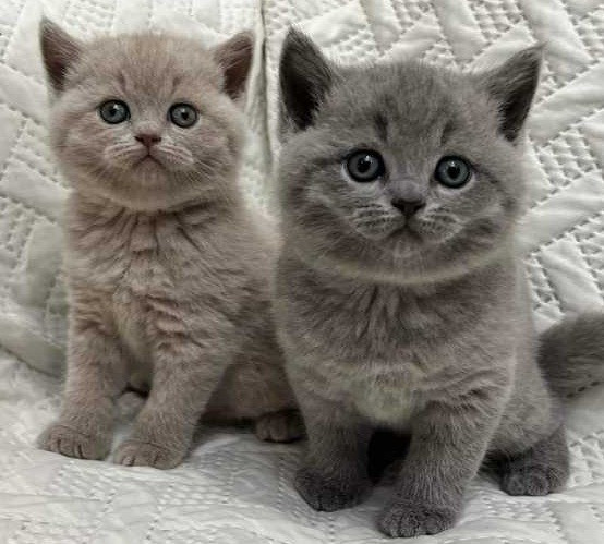 British Shorthair kittens Schwerin - photo 1