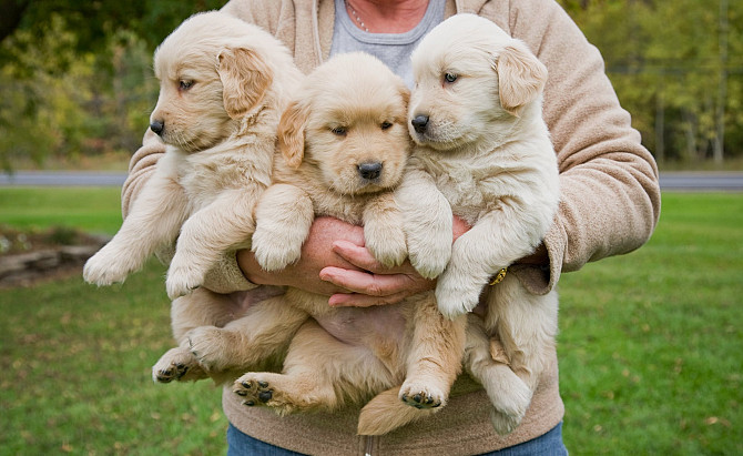 Golden Retriever-Welpen zu verkaufen Duesseldorf - photo 2