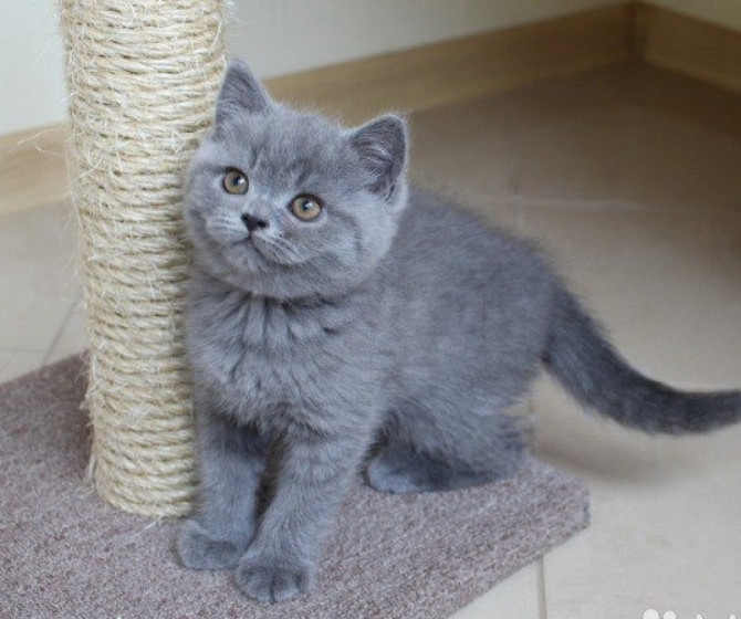 British Shorthair kittens Бремен - изображение 1