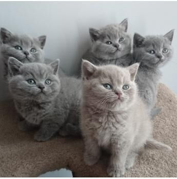 British Shorthair kittens Wiesbaden - photo 1