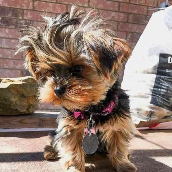 2 wunderschöne Yorkshire Terrier-Welpen zu verkaufen. Bremen