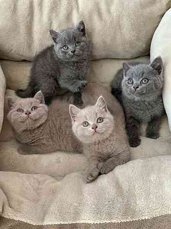 British Shorthair kittens Magdeburg