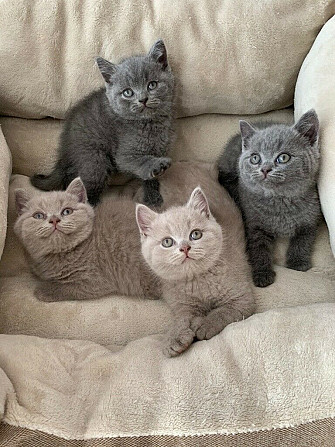 British Shorthair kittens Magdeburg - photo 1