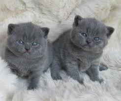 British Shorthair kittens Berlin - photo 1