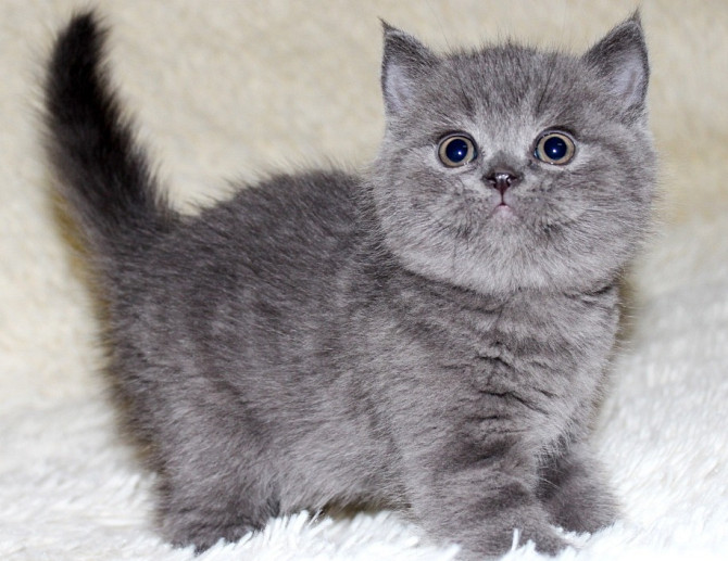 Scottish fold kittens Stuttgart - photo 2