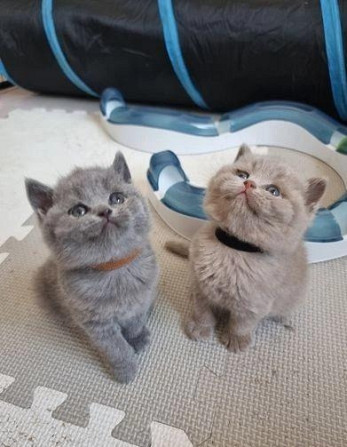 British Shorthair Kittens Гамбург - изображение 1