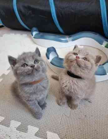 British Shorthair Kittens Ерфурт