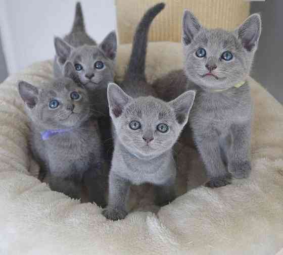 Russian Blue kittens Карлштадт