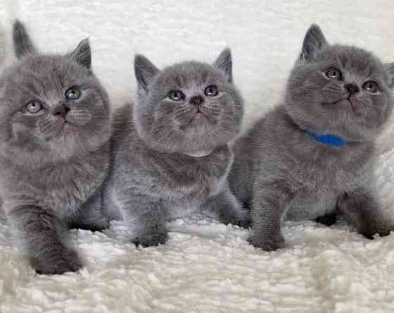 British Shorthair kittens Гарміш-Партенкірхен