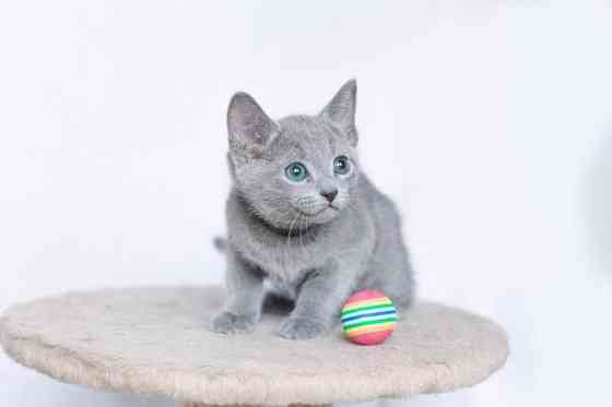 Russian Blue Potsdam