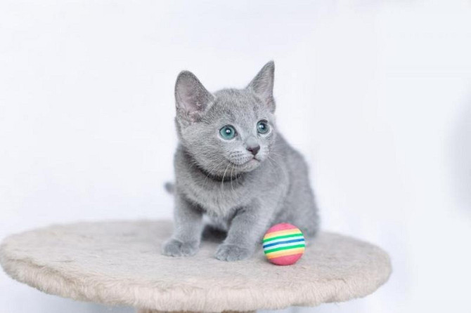 Russian Blue Potsdam - photo 1