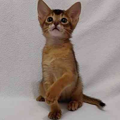 Abyssinian kittens Bobingen