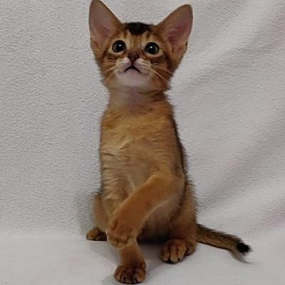 Abyssinian kittens Bobingen - изображение 1